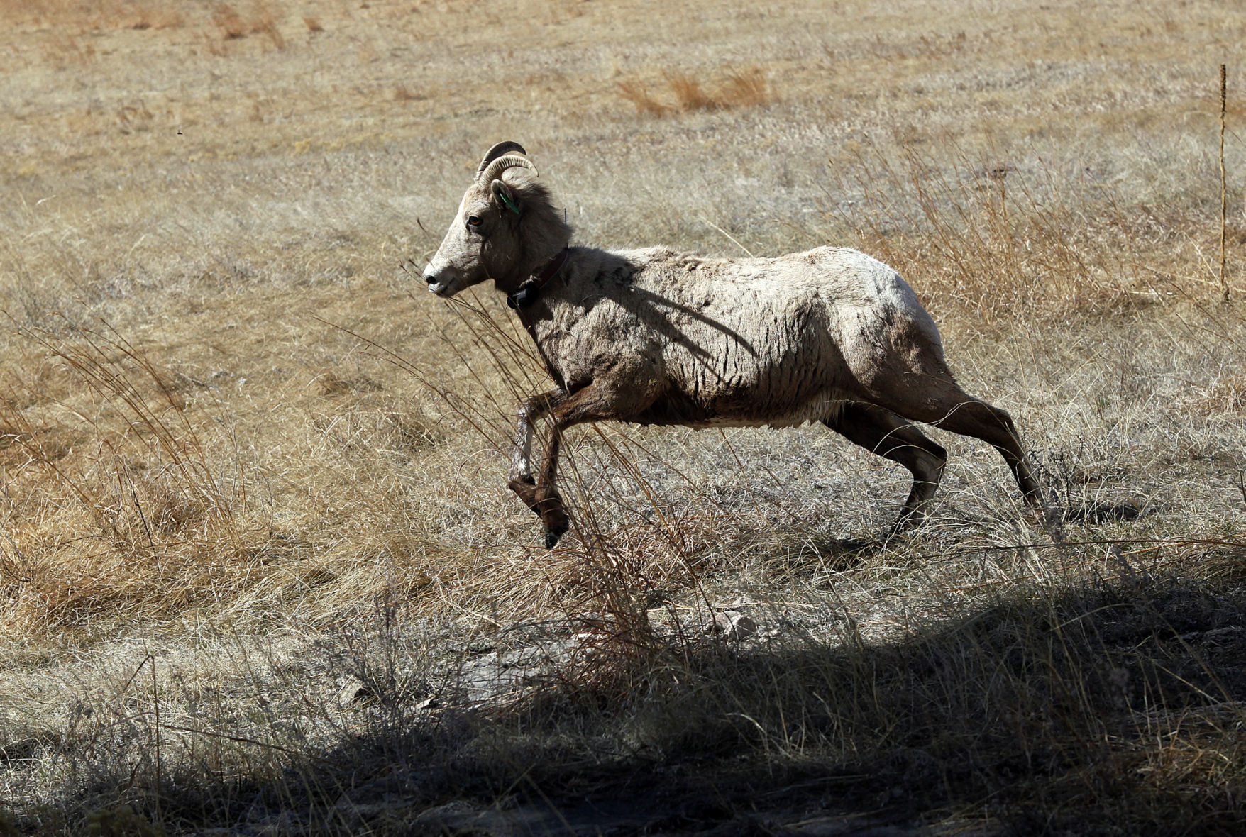 031216-nws-bighorn007.JPG